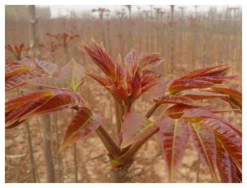 可能吃过最多的一种生长在树木上的绿色蔬菜,香椿