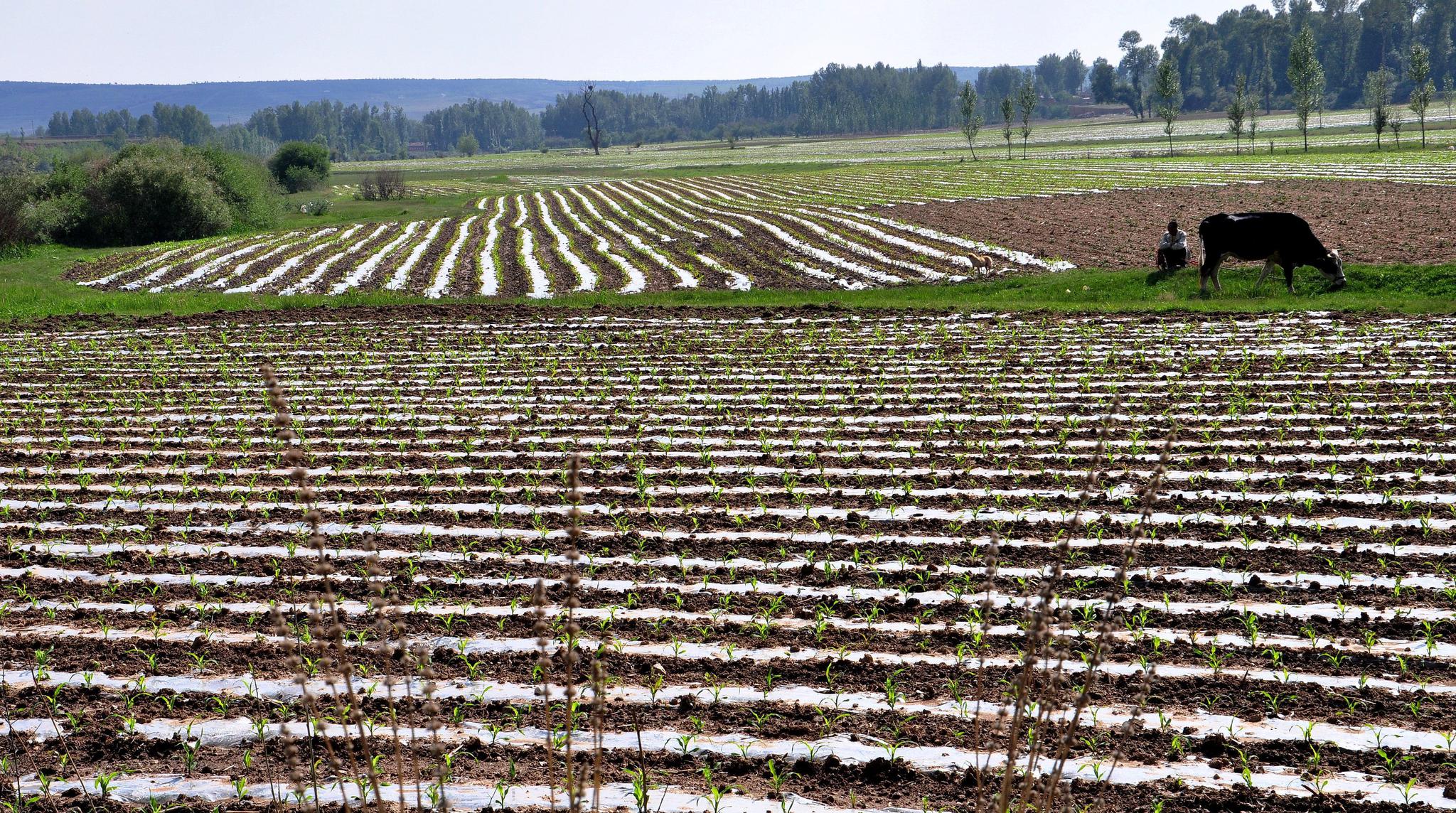花红柳绿,寸草春晖,庄稼地里绿意浓浓勾画出一组美丽的图片|庄稼地