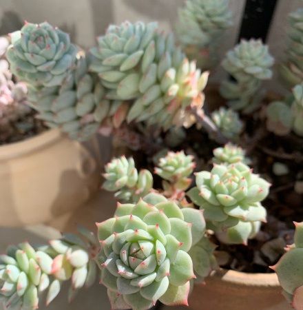 多肉界公认的超级母本 清新典雅 后代一个比一个美 夏天不好养