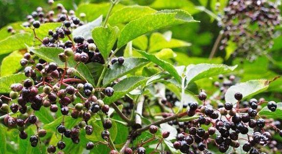 乡下烧火做饭,这种"臭树"枝却不用,原来树身全是宝!