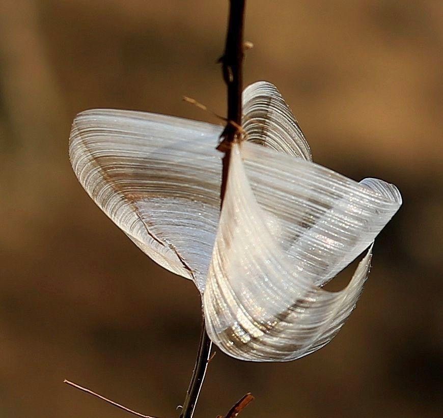 山西侯马冰蝴蝶美景