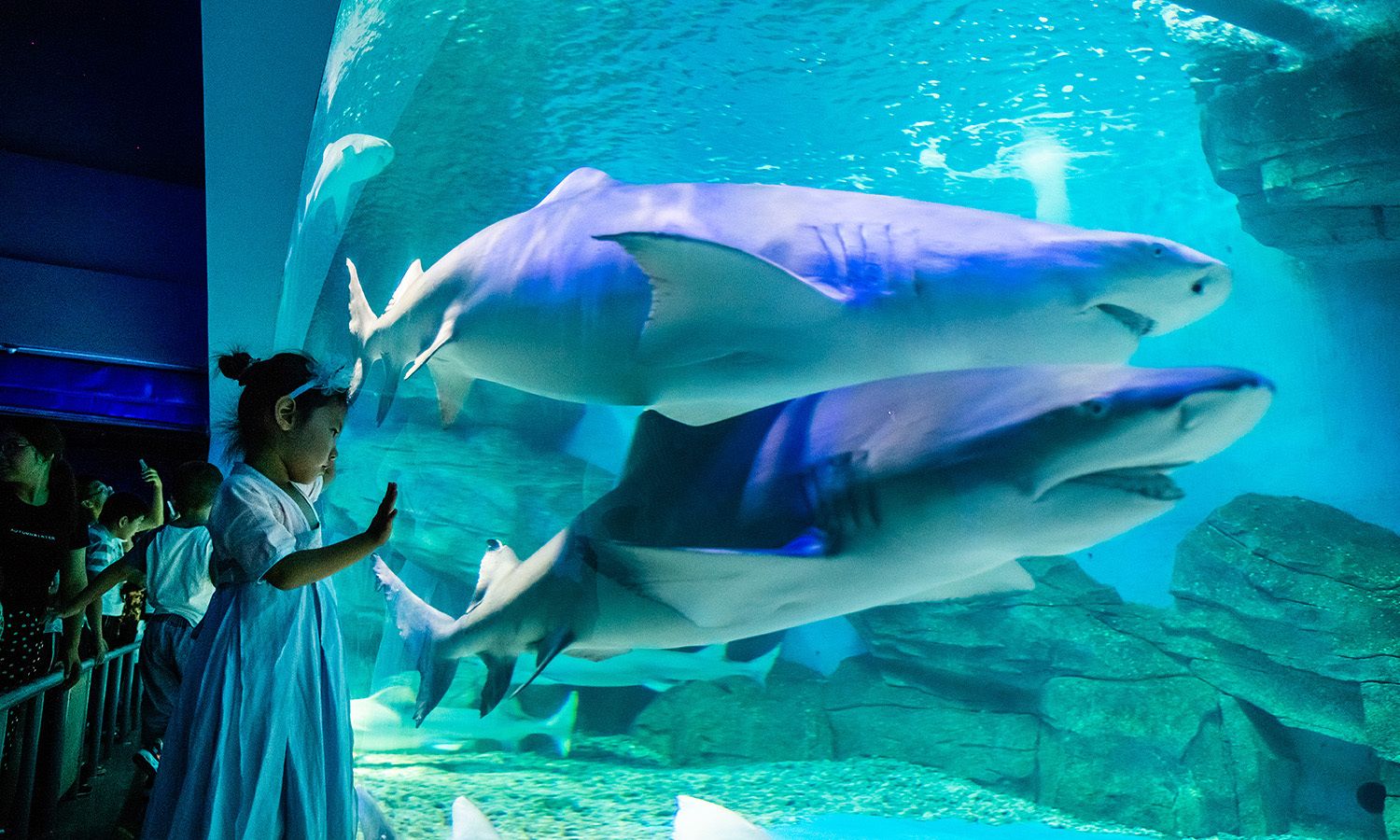 周末游泉城海洋极地世界,看美人鱼表演,竟还有世界之最!