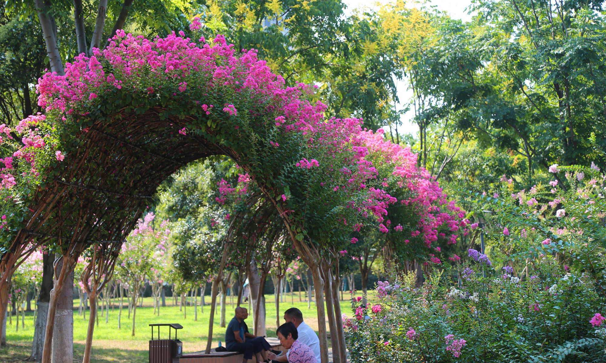 「美图」武汉常青公园——紫荆花的海洋