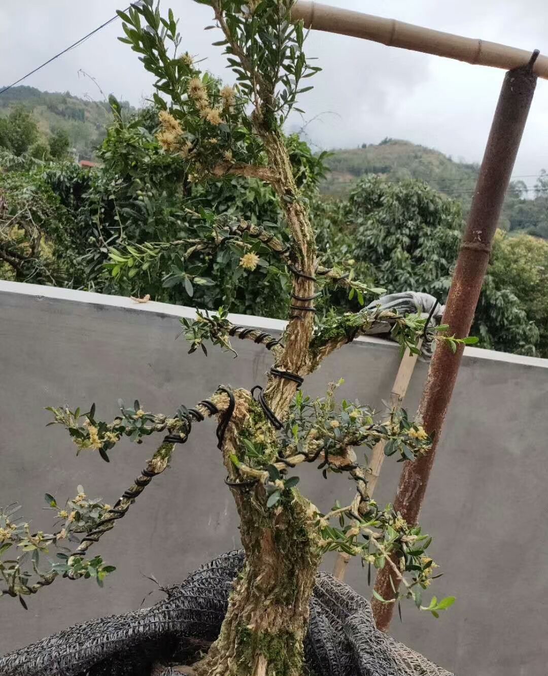 雀舌黄杨,枝干爆皮如鳞片,有的值得收藏!|雀舌黄杨|鳞片|枝干_新浪新闻