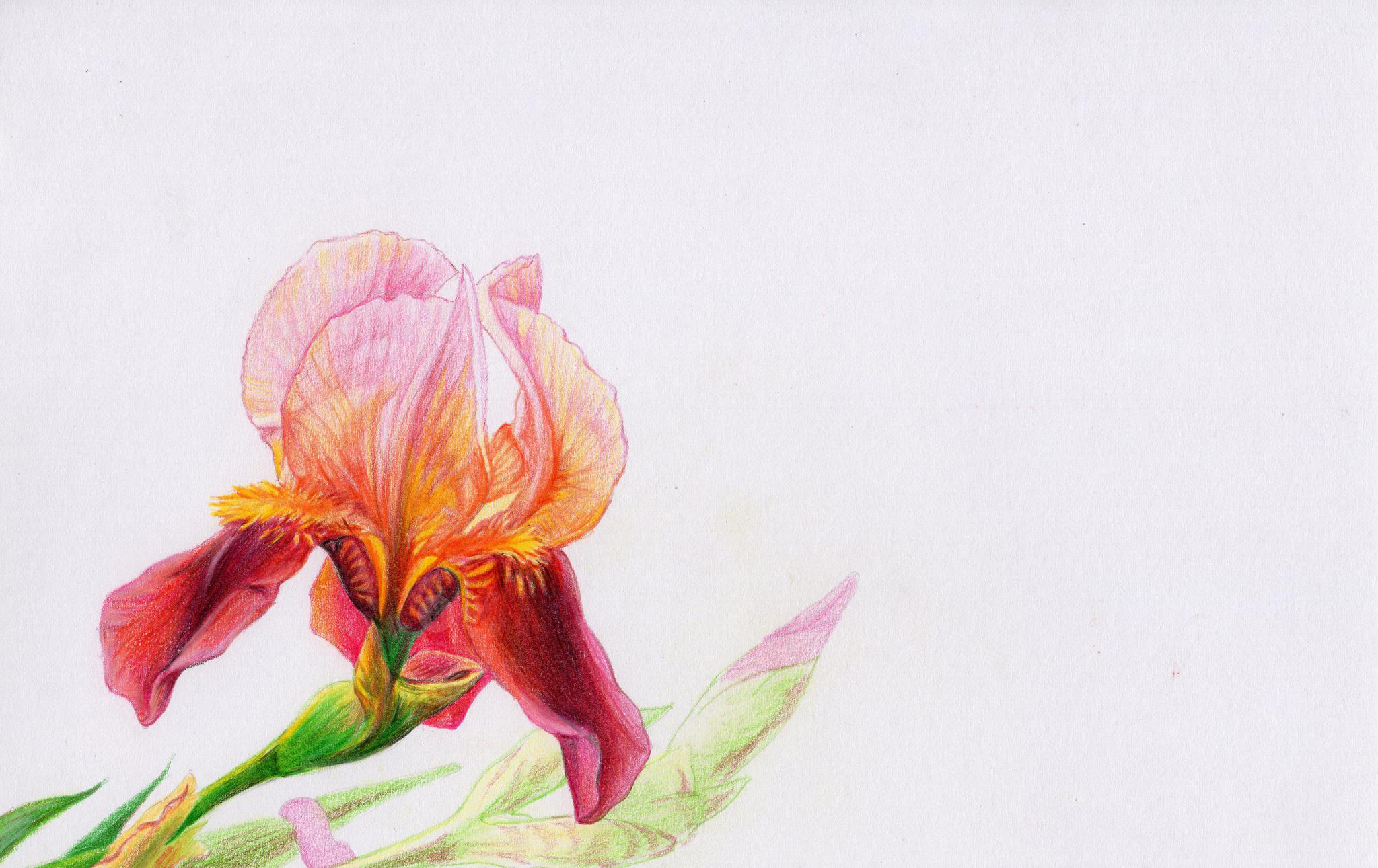 彩铅画花卉鸢尾花自学教程