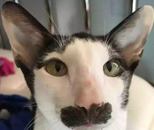 你身边有没有看起来丑萌丑萌的猫,真的是丑得十分可爱了