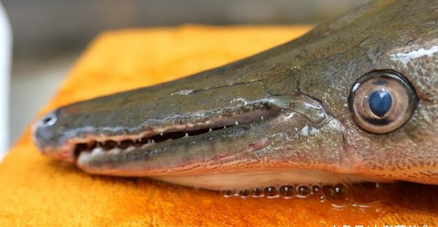 你见过长着"鳄鱼嘴"的鱼吗?