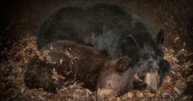 冬眠中的狗熊会被吃掉么科学家冒死寻找熊窝,找到真相了