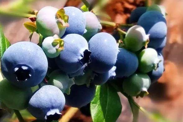 农村水果,人称"浆果之王",市场卖上百一斤