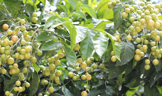 黄皮常见病害煤烟病炭疽病的症状及应对措施果农要做好这些