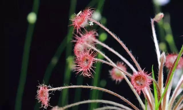 這幾種驅蚊花放臥室保你睡個安穩覺蒼蠅蚊子統統消滅