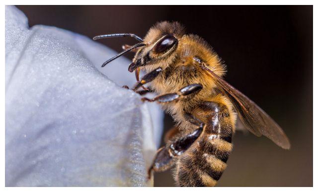 蜜蜂为啥要竞逐交尾?蜂王产卵揭秘真相,癞蛤蟆吃上了天鹅肉