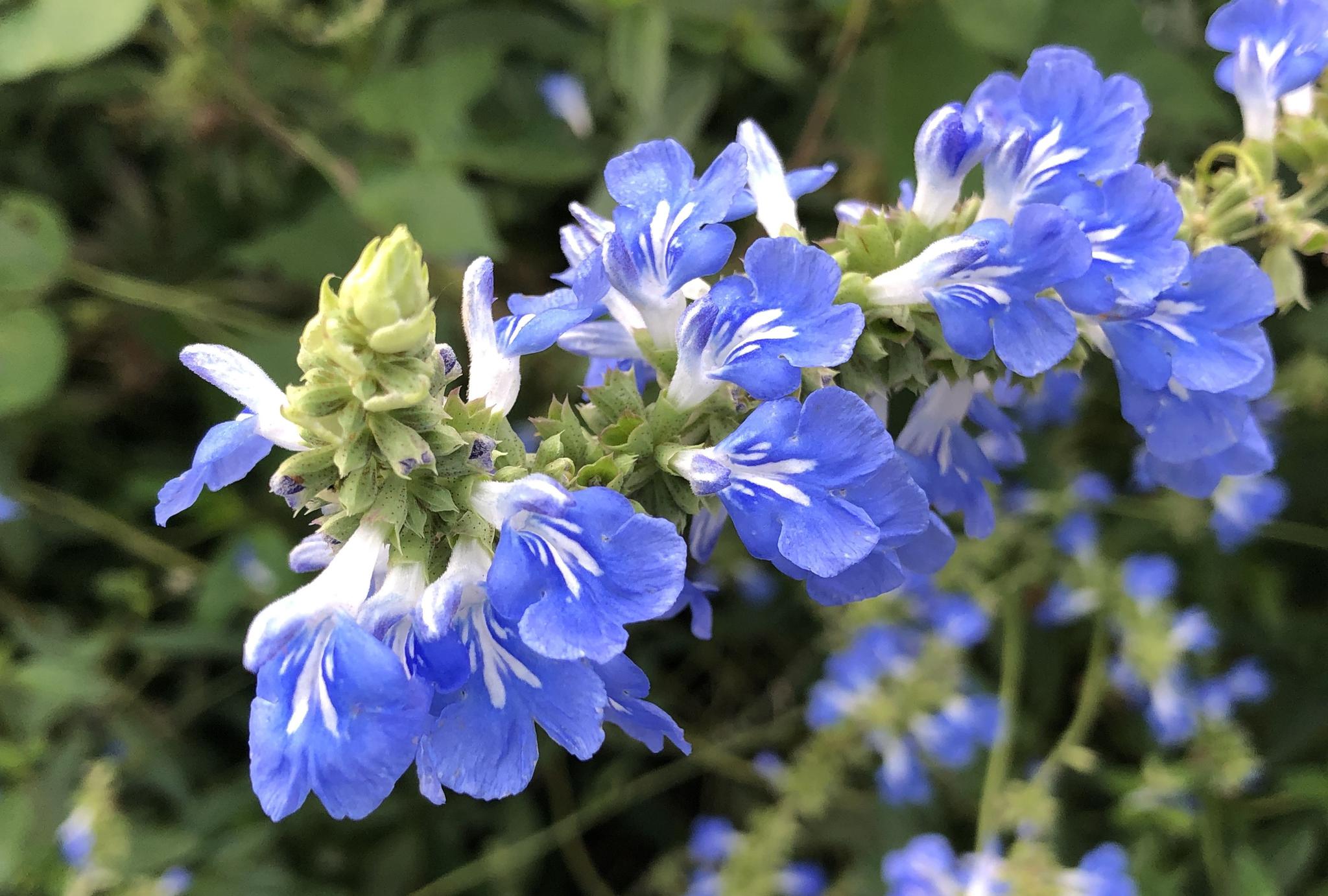 天蓝鼠尾草,仲秋花更茂_高清图集_新浪网