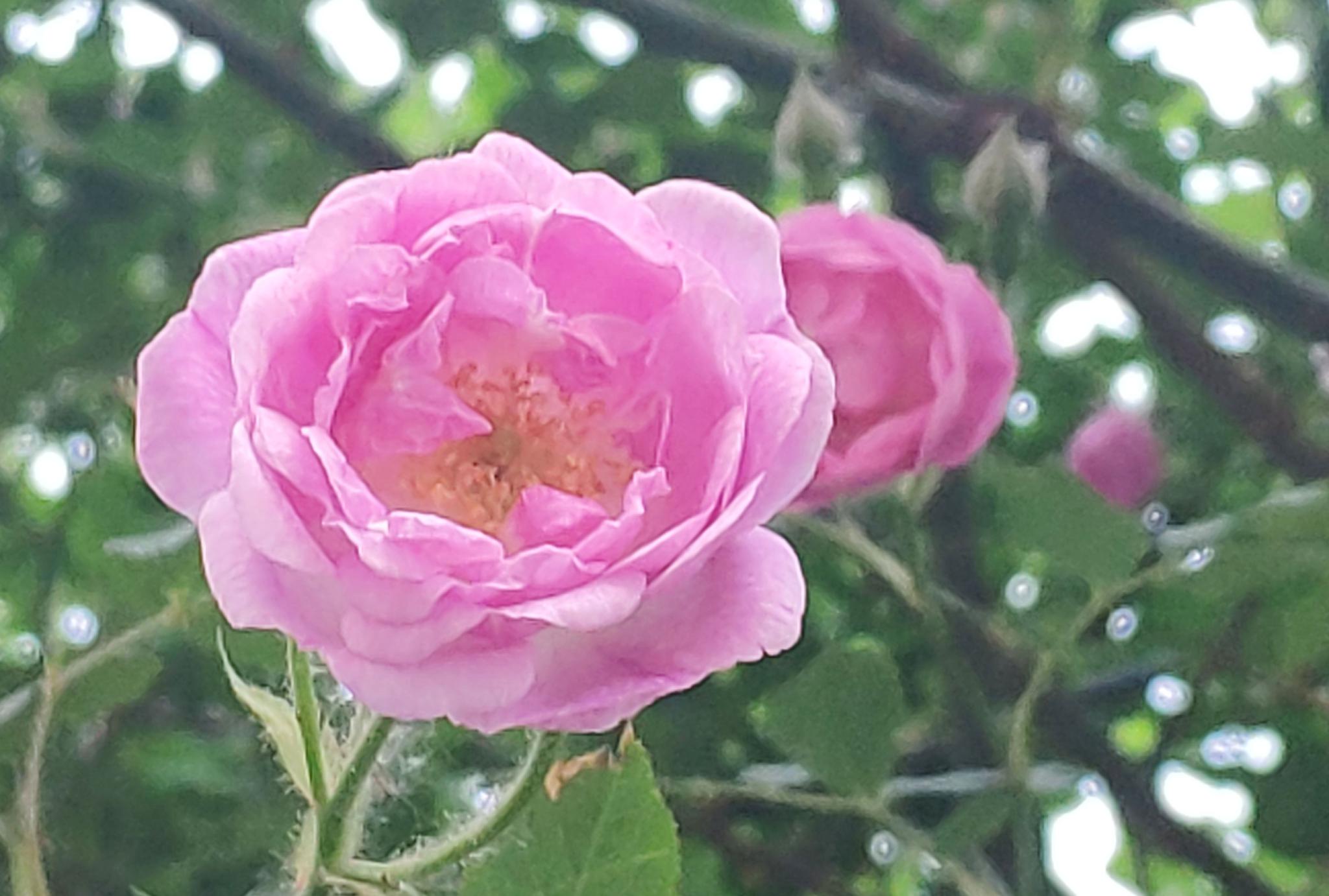 五月 蔷薇盛开 它与月季和玫瑰是姐妹花