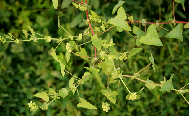农村一种野草,蛇见到就怕,是民间治蛇咬伤良药,人称蛇倒退
