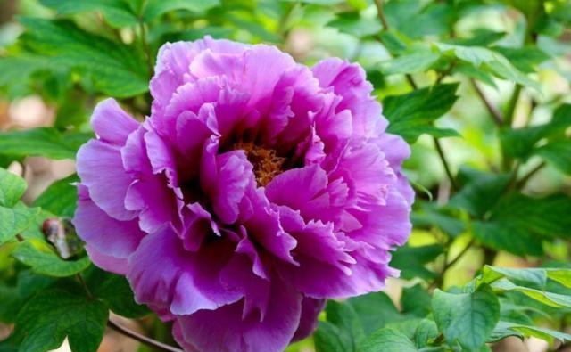 10种招财花,越养越气派,家里有一盆好运连连!