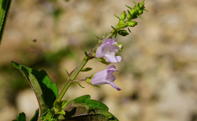 扁桃体炎,中暑,溃疡病,痢疾,湿疹,痱子,皮肤瘙痒等症状,热缦募究热