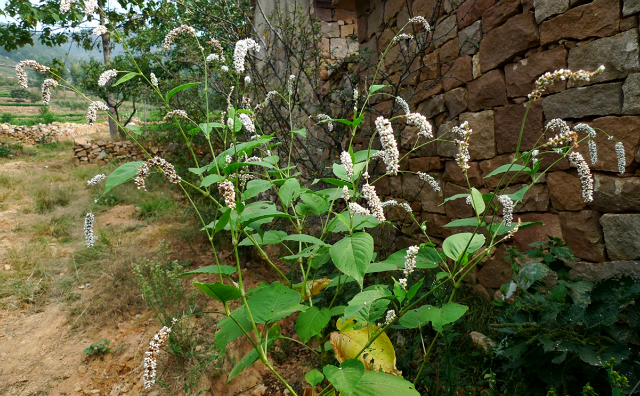 白花蓼在我国分布并不是太广,主要是分布于长江以北的地区,如湖北