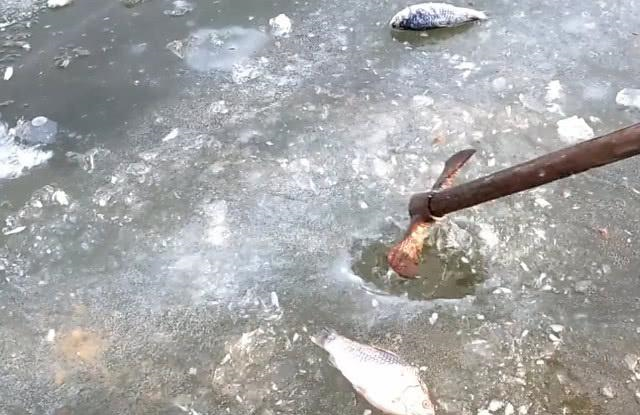 大爷拿把锤子在冰上砸鱼!没想到直接给他砸出两条,技术太高超了
