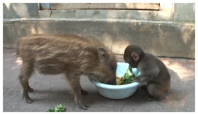 小猴子把猪当"妈妈",每天都骑在它背上,原因让人很暖心