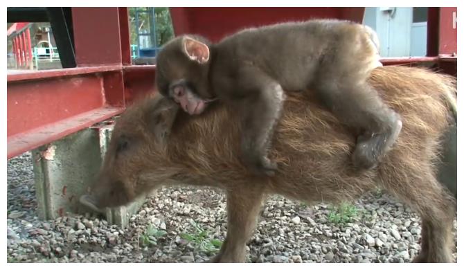 小猴子把猪当"妈妈",每天都骑在它背上,原因让人很暖心