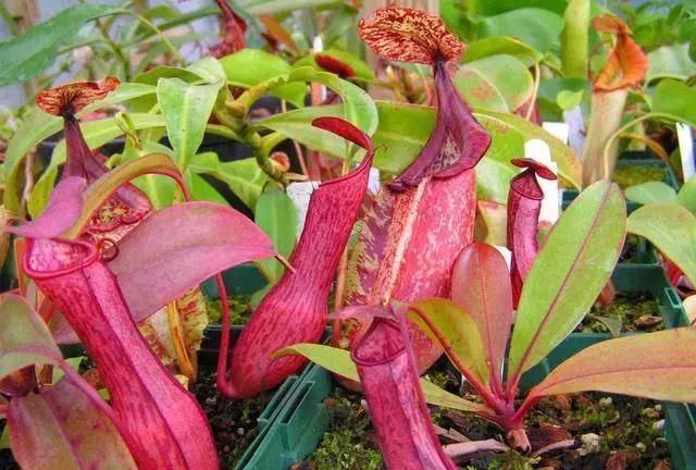 这几种驱蚊花放卧室保你睡个安稳觉苍蝇蚊子统统消灭