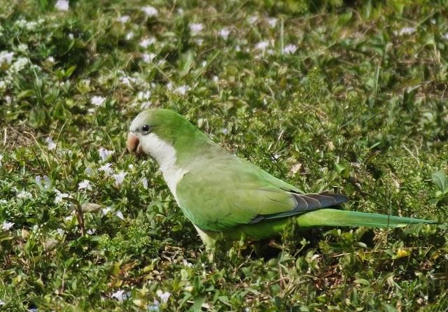 和尚鹦鹉上体鲜绿色前额和胸部浅灰色腹部淡绿黄色晚成雏