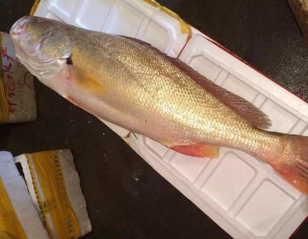 人称天下第一奇鱼头和鳔价值堪比黄金至今无法人工养殖