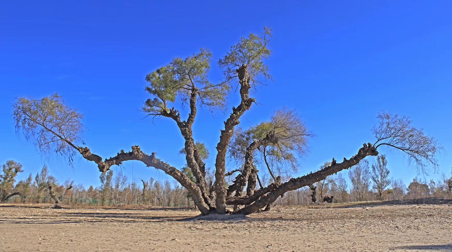 内蒙奈曼旗:这里有一株株奇形怪状的柳树,令人毛骨悚然