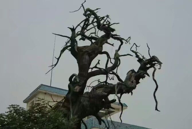 倒栽柏树你见过吗?|高淳|柏树|许逊_新浪新闻