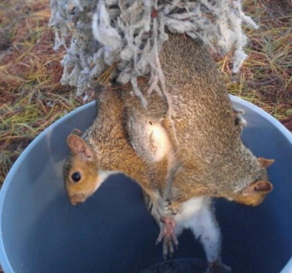 3只松鼠偷棉絮做窝,一觉醒来尾巴缠在一起,幸得好心人帮助