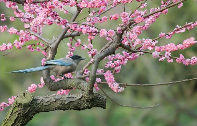 喜上枝头红梅笑鹊闹枝头花欲俏