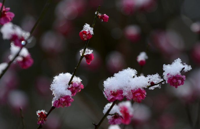 寒梅独馨谢冬帘，傲霜凌雪探春宵
