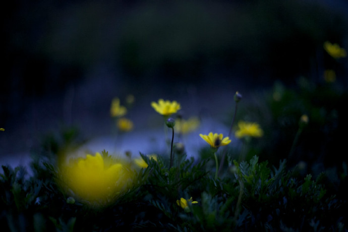 夜静花香浓，因与月光逢