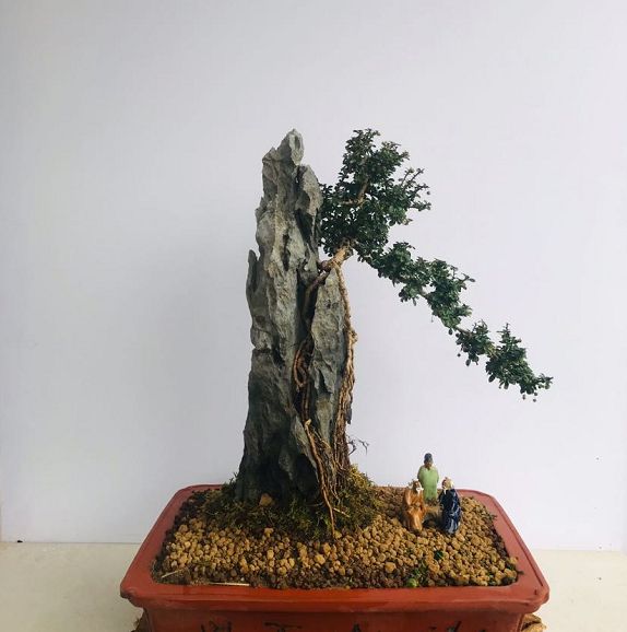 附石盆景佳作实拍,不仅枝繁叶茂,造型独特看起来更有一番艺术感|黄杨
