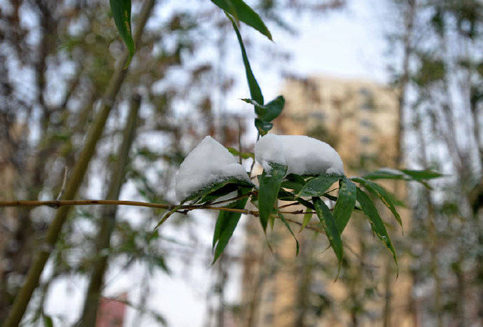 夜深知雪重,时间折竹声|翠竹|冬寒|残枝_新浪新闻