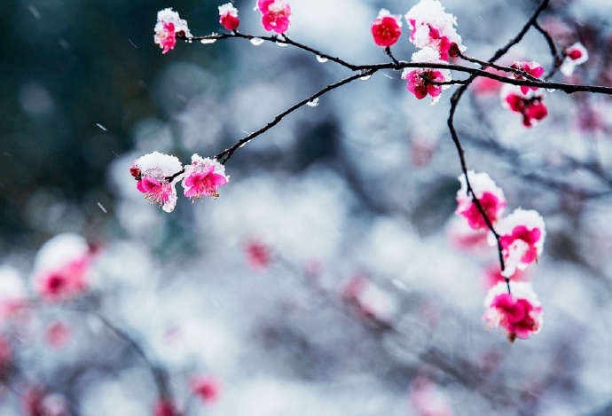不经一番寒彻骨 哪得梅花扑鼻香