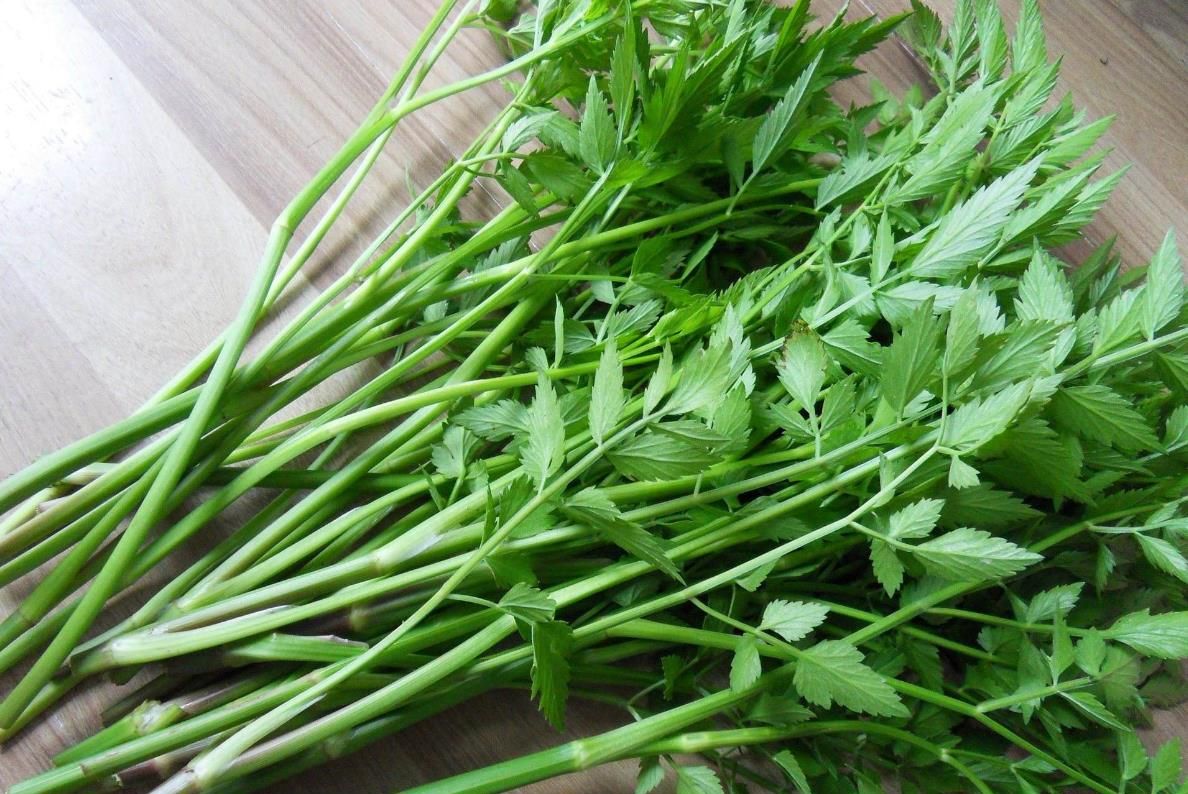 在农村的水边还有一些洼地就长着水芹菜,很秀细,有一种水边植物的香气