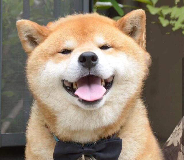 蓝色小狗表情包名字是什么 站岗小狗表情包代表什么梗