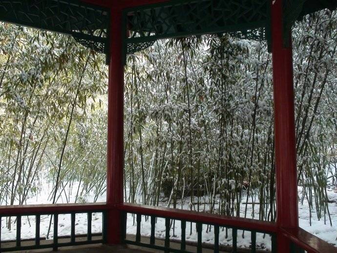 夜深知雪重,时间折竹声|翠竹|冬寒|残枝_新浪新闻