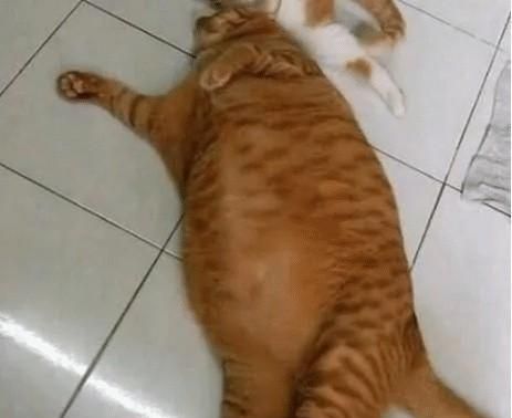 主人捡回两只瘦弱的小橘猫，一年后猫咪胖成“猪”，不愧是橘猫|猫咪|橘猫|猫_新浪新闻