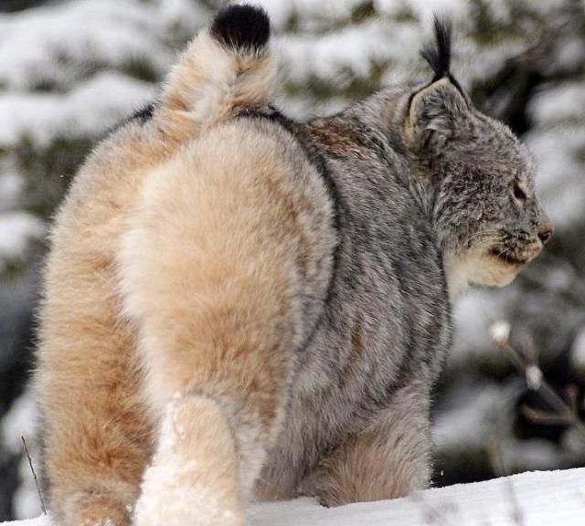 加拿大猞猁,毛茸茸的爪子和人类的手,差不多大!