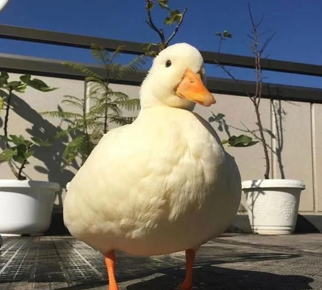 淮安女人找鸭子是在上面还是下面