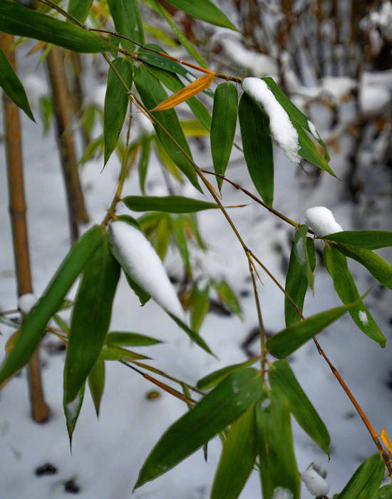 夜深知雪重,时间折竹声|翠竹|冬寒|残枝_新浪新闻