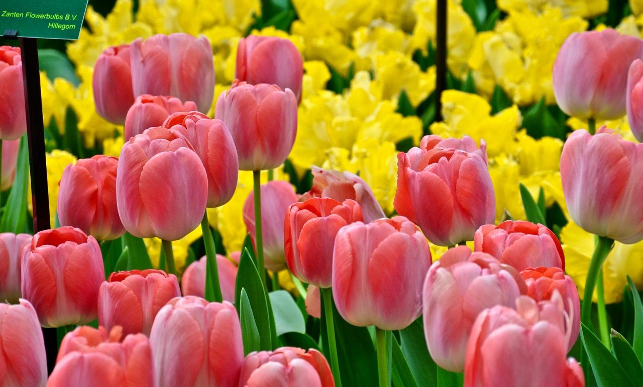 春节七日花 大年初四聊年俗 三阳开泰迎吉祥 春节七日花 大年初四聊年俗 三阳开泰迎吉祥