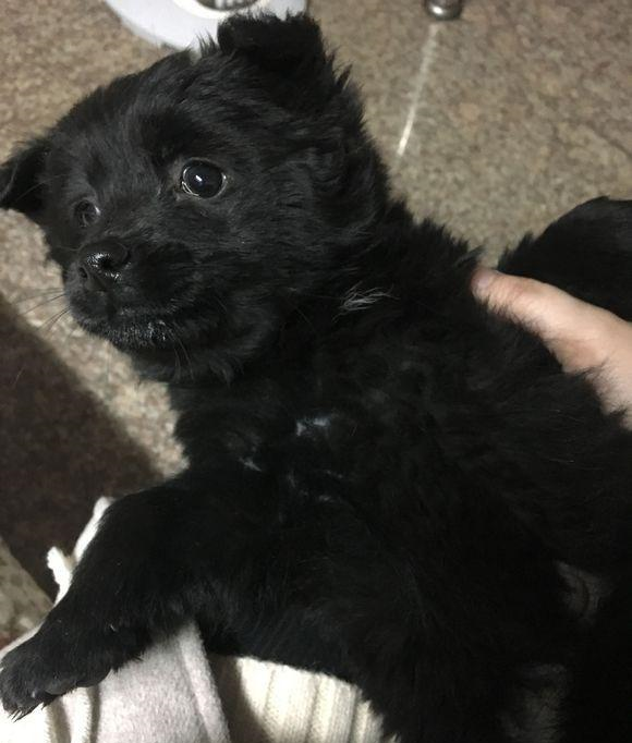 路人嫌捡到的流浪狗是小土狗,转身就又丢在路边,狗狗这下懵圈了