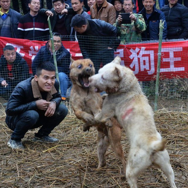 这儿举办一场“狗王争霸赛”,100多条“土狗”撕咬3天决出王者|狗王|争霸赛|土狗_新浪新闻