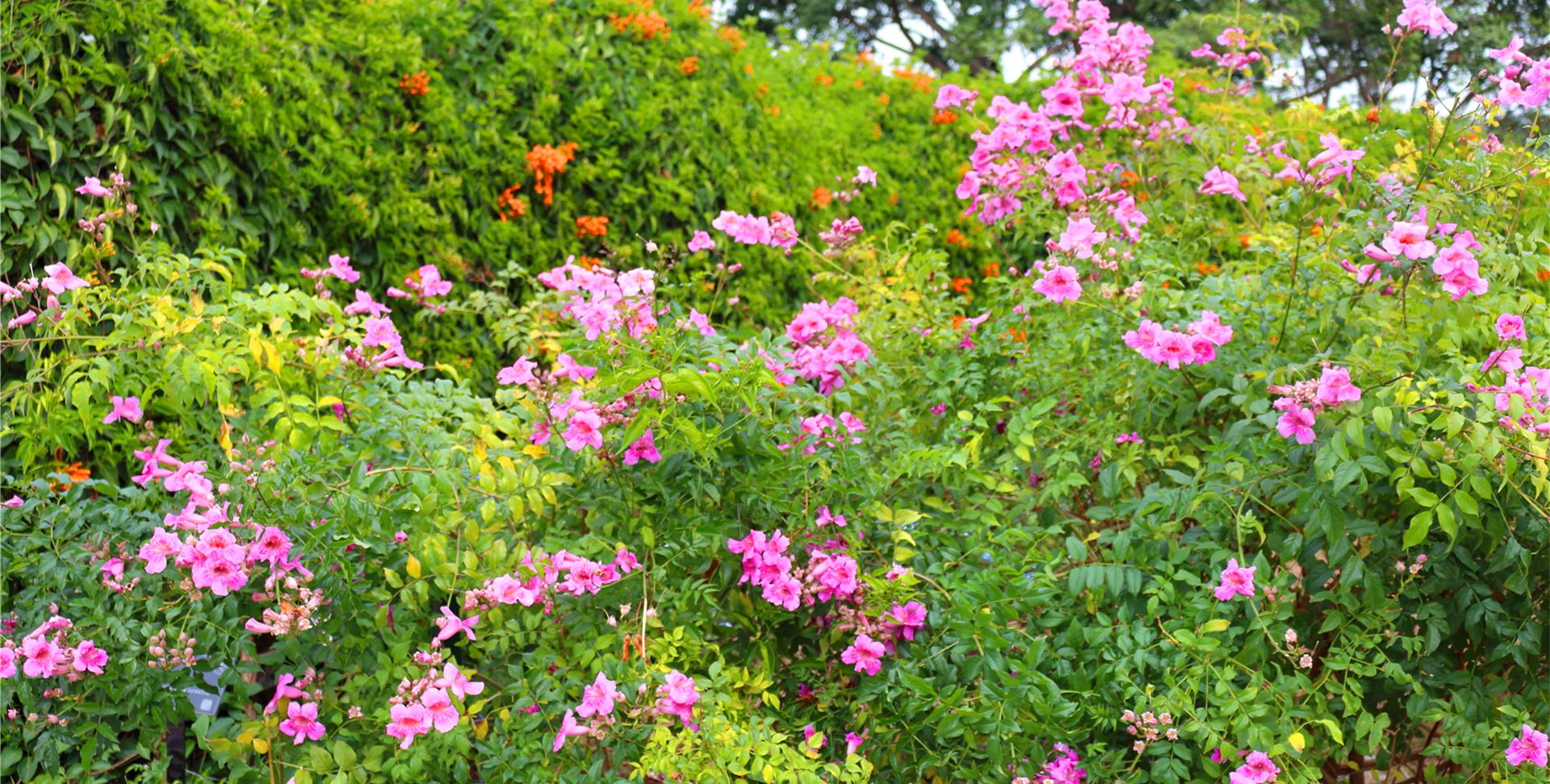 非洲凌霄花真漂亮散发出一种香甜的味道