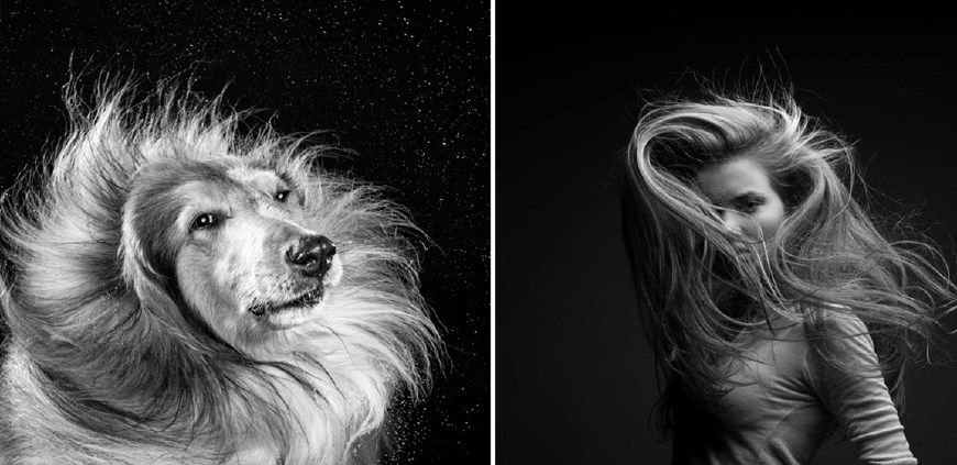 狗年学狗!狗甩毛美女甩发都为了帅,但这两组图对比起来却很搞笑