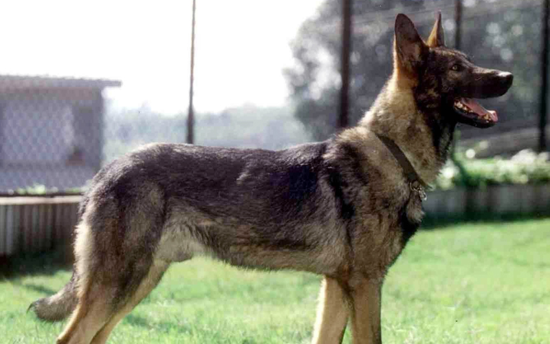 昆明犬,昆明犬应该是国内最能担当大任的狼犬品种了,因为它的诞生就是